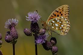 Attēlu rezultāti vaicājumam “Argynnis aglaja underside”