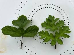 Attēlu rezultāti vaicājumam “Heracleum sphondylium subsp. sibiricum leaf”