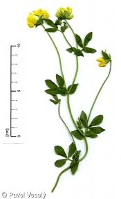 Attēlu rezultāti vaicājumam “Lotus corniculatus”