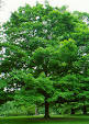 tree.jpg