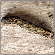 Attēlu rezultāti vaicājumam “Orthosia munda”