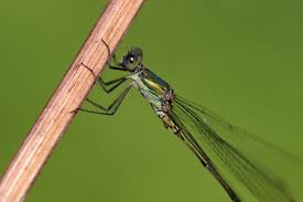 Attēlu rezultāti vaicājumam “Chalcolestes viridis”