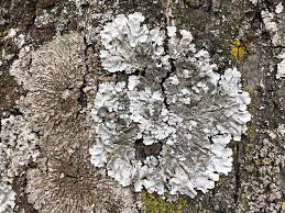 Attēlu rezultāti vaicājumam “Parmelina tiliacea”