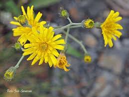 Attēlu rezultāti vaicājumam “Hieracium”