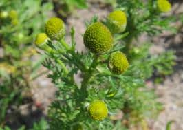 Attēlu rezultāti vaicājumam “Matricaria discoidea leaf”