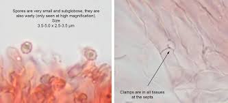 Attēlu rezultāti vaicājumam “Ramariopsis pulchella”