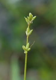 Attēlu rezultāti vaicājumam “Carex loliacea”