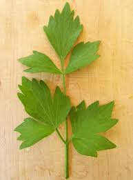 Attēlu rezultāti vaicājumam “Levisticum officinale leaf”