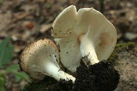 Attēlu rezultāti vaicājumam “Lepiota aspera”