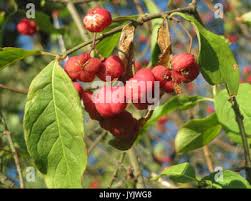 Attēlu rezultāti vaicājumam “Trollius europaeus fruit”