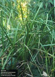 Attēlu rezultāti vaicājumam “Sparganium minimum leaf”