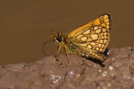 Attēlu rezultāti vaicājumam “Carterocephalus palaemon underside”