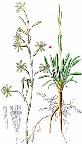 Attēlu rezultāti vaicājumam “Silene chlorantha”