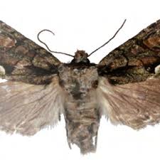 Attēlu rezultāti vaicājumam “Allophyes oxyacanthae”