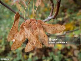 Attēlu rezultāti vaicājumam “Acer pseudoplatanus fruit”