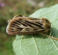 Attēlu rezultāti vaicājumam “Cerapteryx graminis”