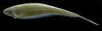 Gymnotiformes