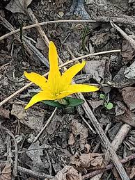 Attēlu rezultāti vaicājumam “Colchicum luteum flower”