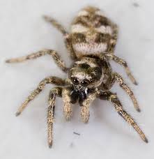 Attēlu rezultāti vaicājumam “Salticus scenicus”