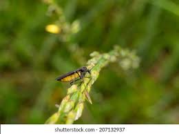 Attēlu rezultāti vaicājumam “Sciara analis”