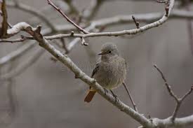 Attēlu rezultāti vaicājumam “Phoenicurus phoenicurus female”
