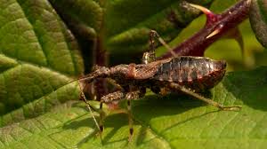 Attēlu rezultāti vaicājumam “Himacerus apterus”