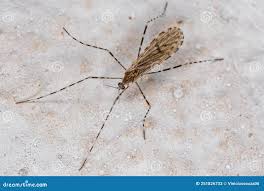 Attēlu rezultāti vaicājumam “Limoniidae”