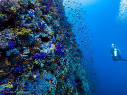 Image result for British Sub-Aqua Teesside 43 Branch