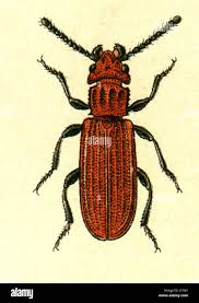 Attēlu rezultāti vaicājumam “Cucujus cinnaberinus”
