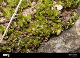 Attēlu rezultāti vaicājumam “Bryum pallens”