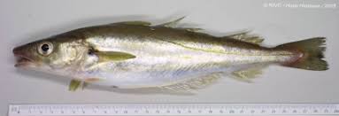 Image result for Merlangius merlangus