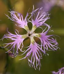 Image result for Dianthus superbus