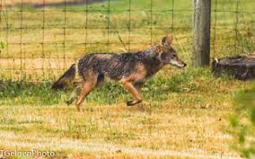 Image result for Hartlepool Coyotes