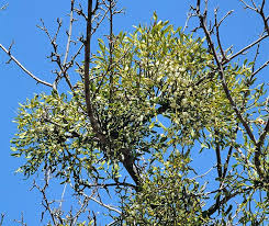 Attēlu rezultāti vaicājumam “Viscum album female flower”