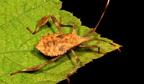 Attēlu rezultāti vaicājumam “Lygus nymph nymph”