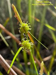 Attēlu rezultāti vaicājumam “Carex lepidocarpa leaf”