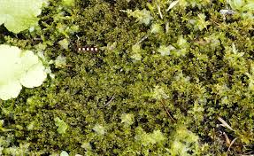 Attēlu rezultāti vaicājumam “Pseudocalliergon turgescens”