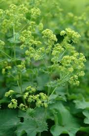 Image result for Alchemilla mollis