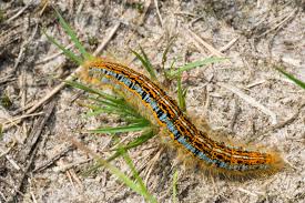 Attēlu rezultāti vaicājumam “Malacosoma castrensis”