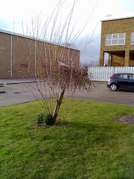 Attēlu rezultāti vaicājumam “Salix caprea”