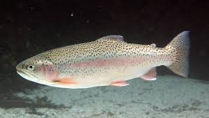 Image result for Salmo ciscaucasicus