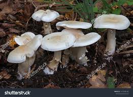 Attēlu rezultāti vaicājumam “Tricholoma album”