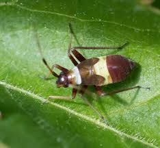 Attēlu rezultāti vaicājumam “Closterotomus biclavatus imago”