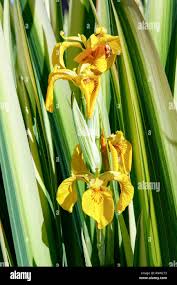 Attēlu rezultāti vaicājumam “Iris pseudacorus flower”