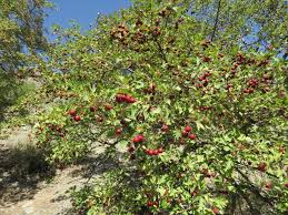 Attēlu rezultāti vaicājumam “Crataegus x macrocarpa leaf”