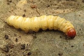 Attēlu rezultāti vaicājumam “Hepialus humuli”