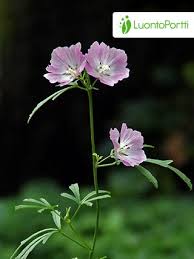 Image result for Malva moschata