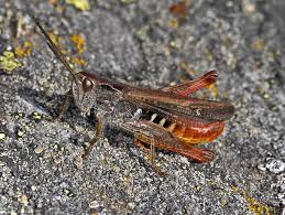 Attēlu rezultāti vaicājumam “Omocestus viridulus”