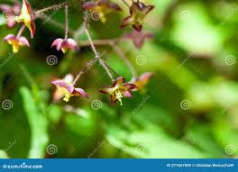 Attēlu rezultāti vaicājumam “Epimedium alpinum  flower”