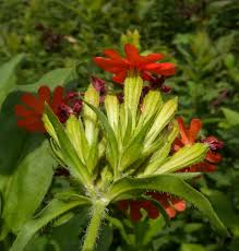 Attēlu rezultāti vaicājumam “Silene chalcedonica flower”
